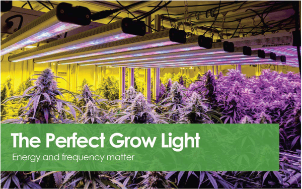 Perfect Grow Light