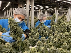 Darkstar, Managing The Best Buds