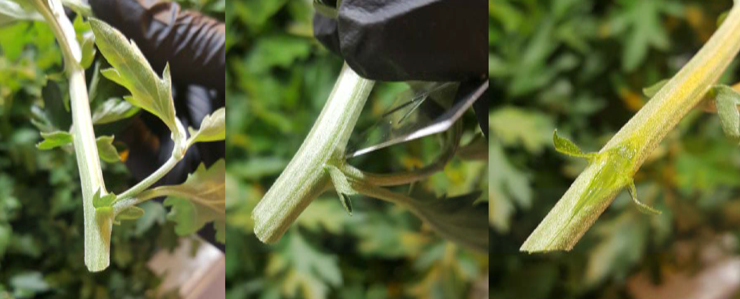 Take a cutting from the soft primary growth near the shoot meristem