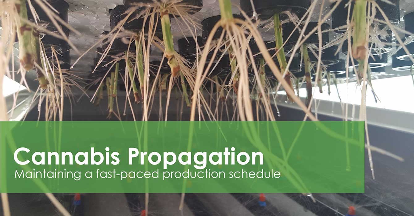 Learn about plant propagation