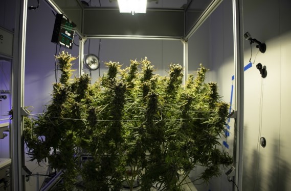 AEtrium-4 Blue Dream 8 wks 1 HPS