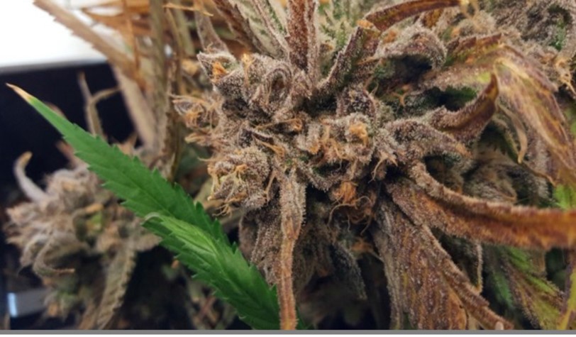 Blue Dream Bud.jpg
