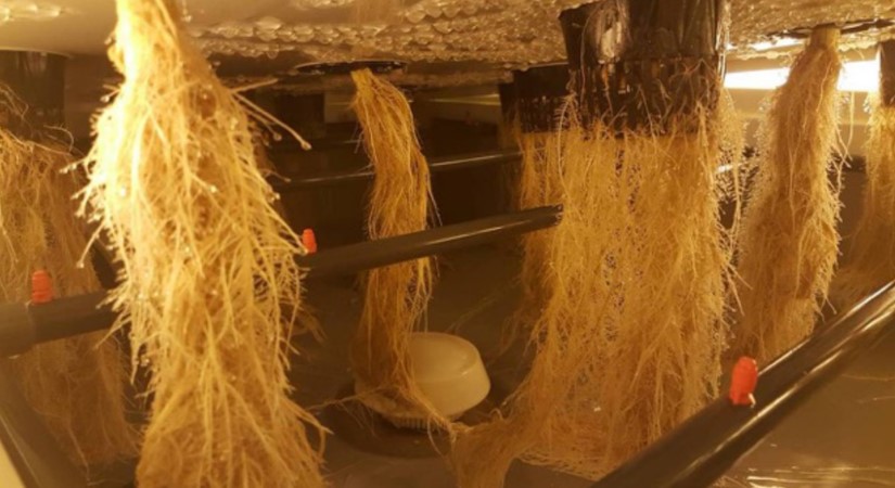 Net Pots vs Foam Collars at Start of Bloom