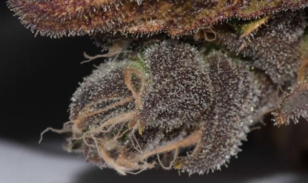 Trichomes on Blue Dream Bud