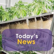 Latest News & Cannabis Blog Updates