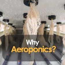 Why Aeroponics Is The Best Grow Method