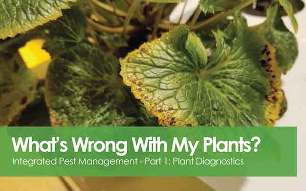 Integrated Pest Management - Part 1 - What's wrong with my plants?
