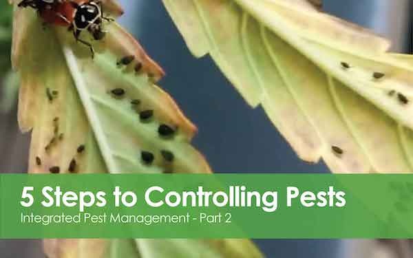 Integrated Pest Management - 5 Steps to Controlling Pests