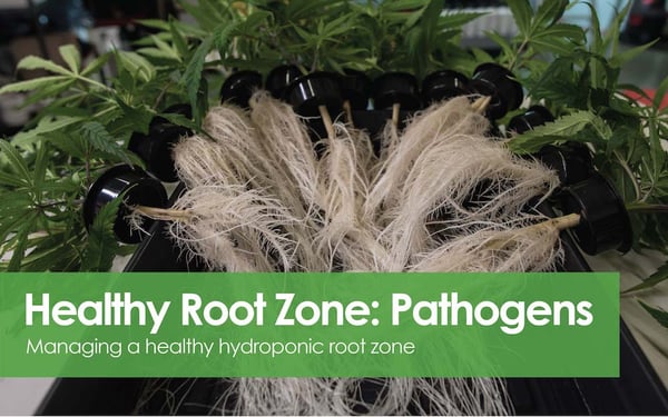 Healthy Root Zone - Pathogens