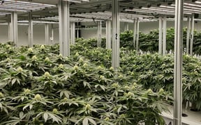 automated-growing-1