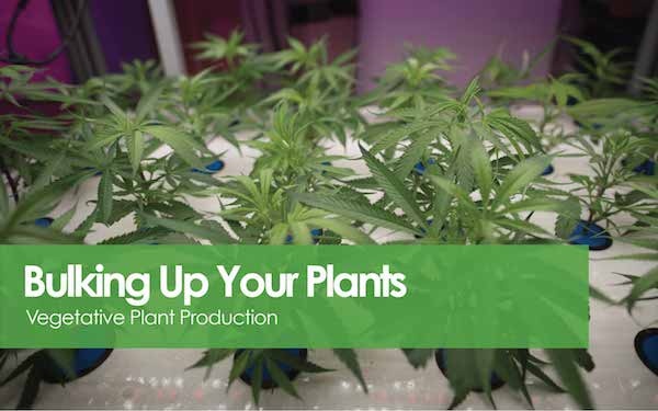 bulking up your plants