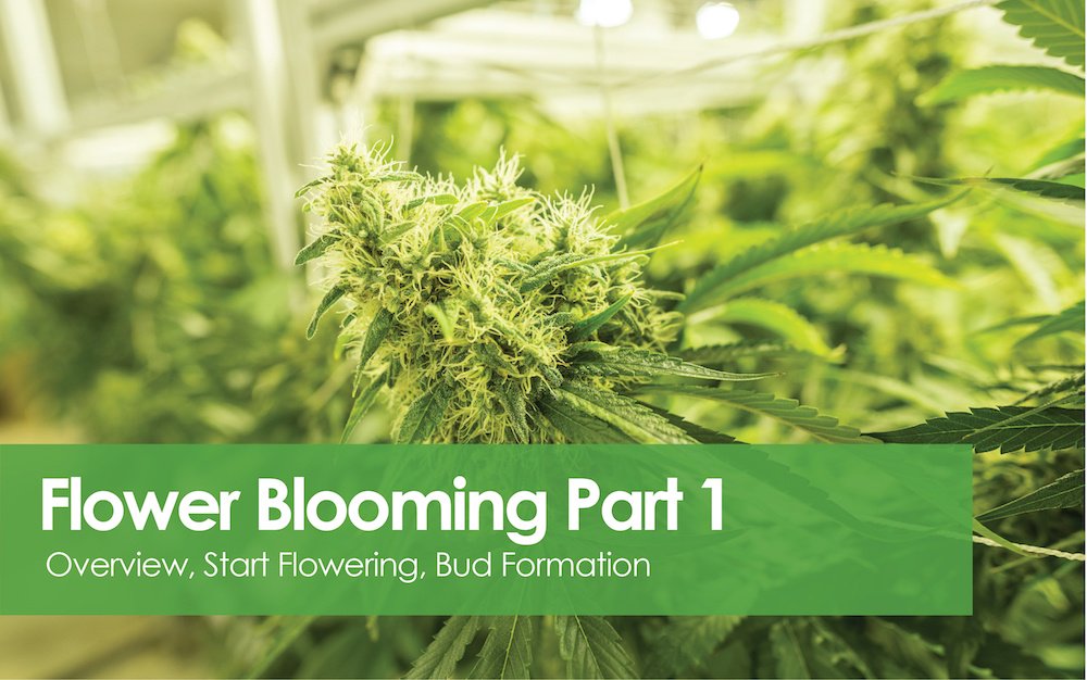 Flowering Blooming - Bud Formation