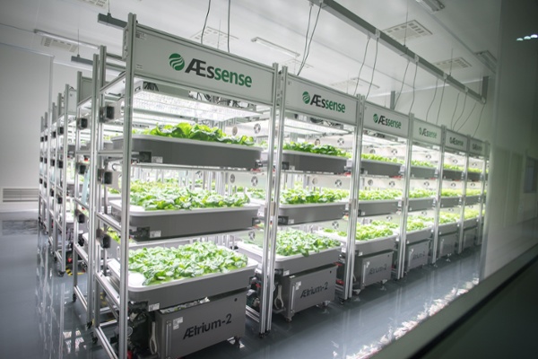 AE2 Machine Rows with plants-5.jpg