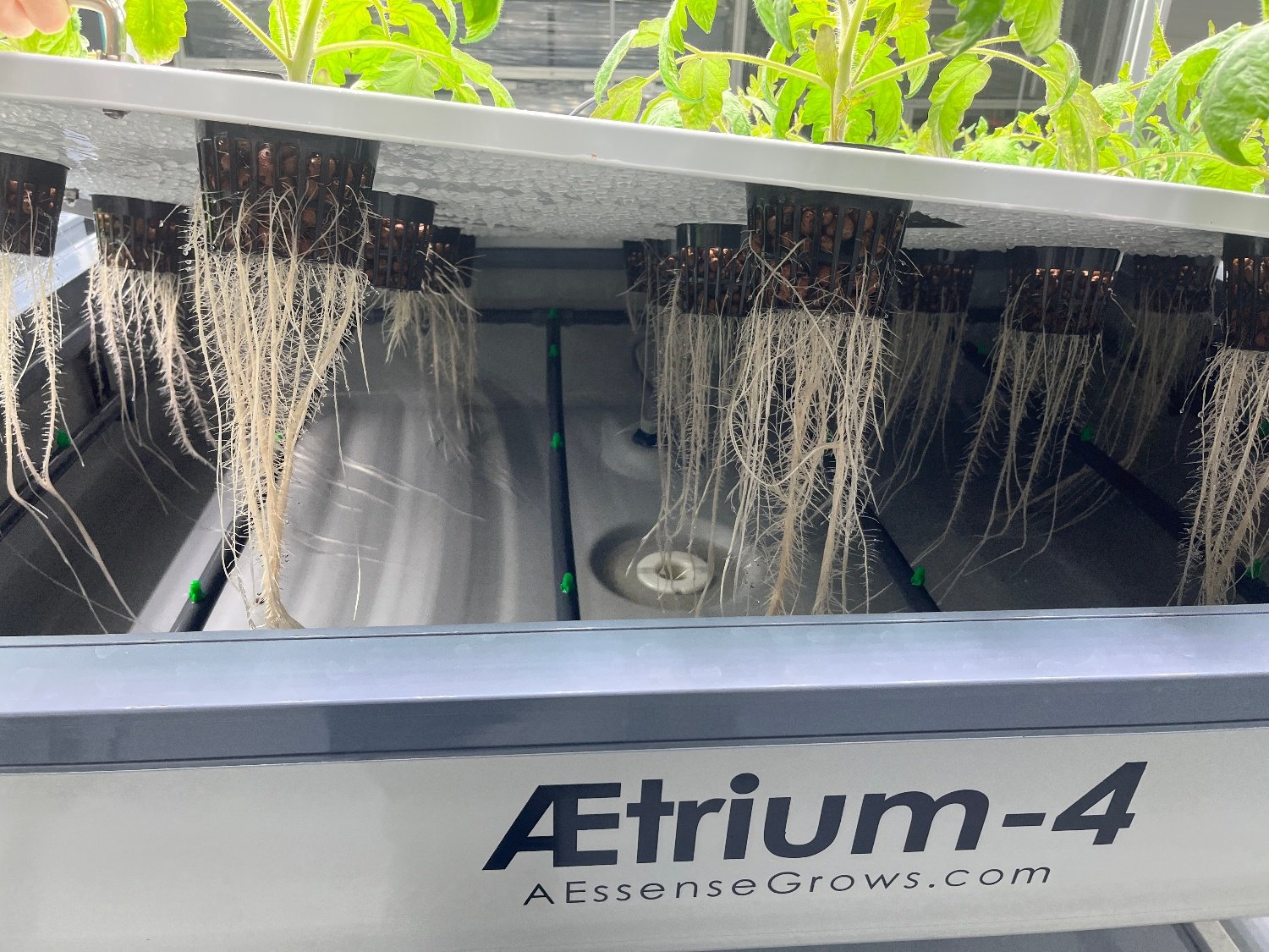 Healthy Treatment Aeroponic Roots