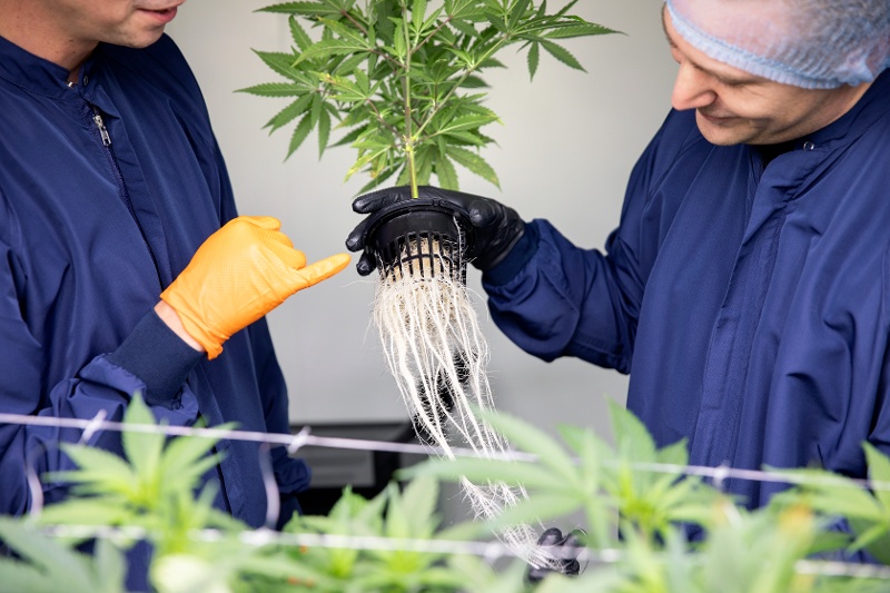 DanCann Pharma Medicinal Roots