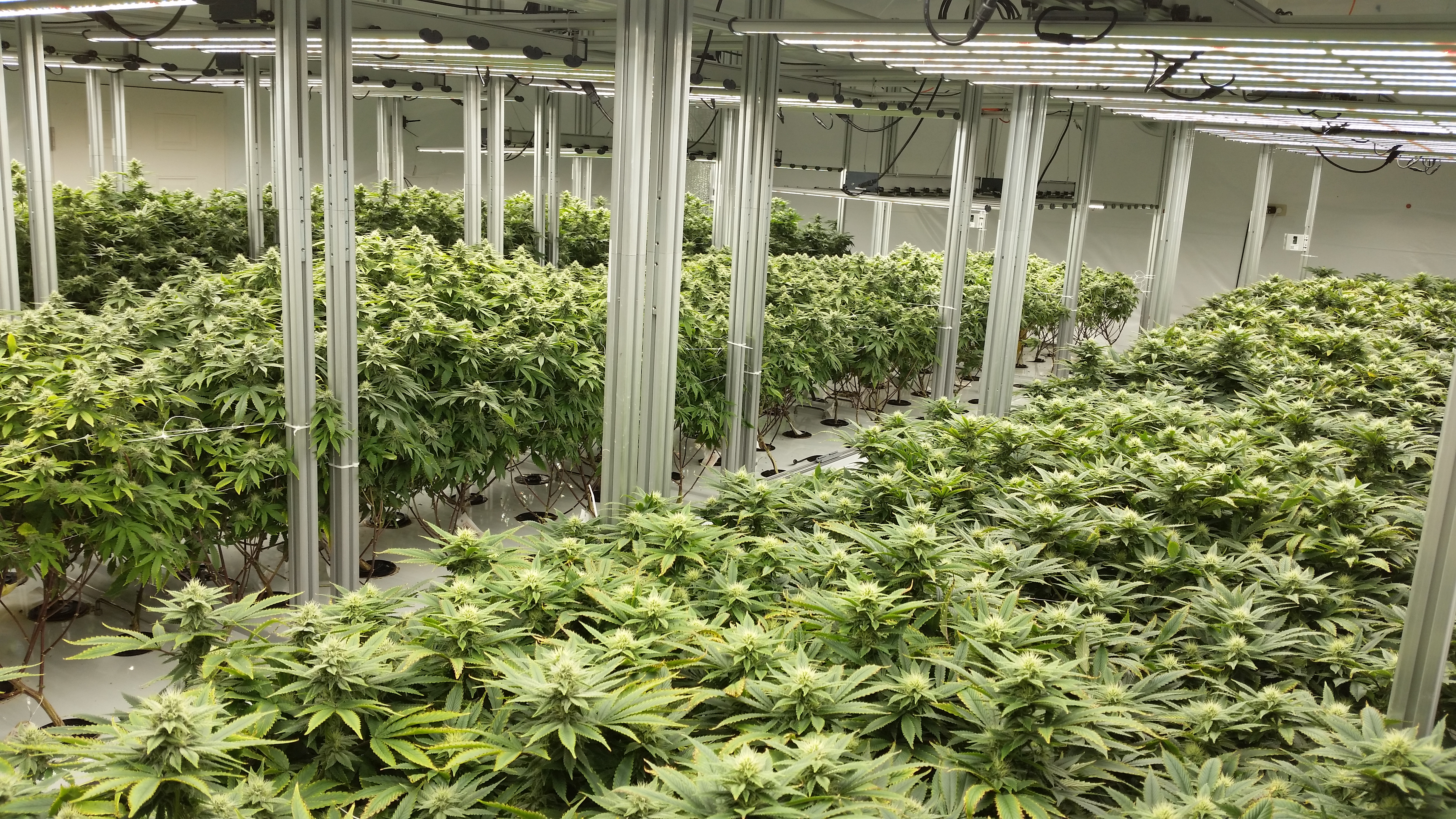 What to remember when you build a profitable cultivation business?