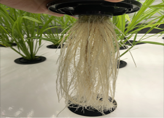 The 3-Legged Stool of Successful Grow Operations: Climate, Cultivation & Genetics – Part 2