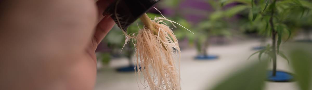 Healthy AEtrium Clone Roots